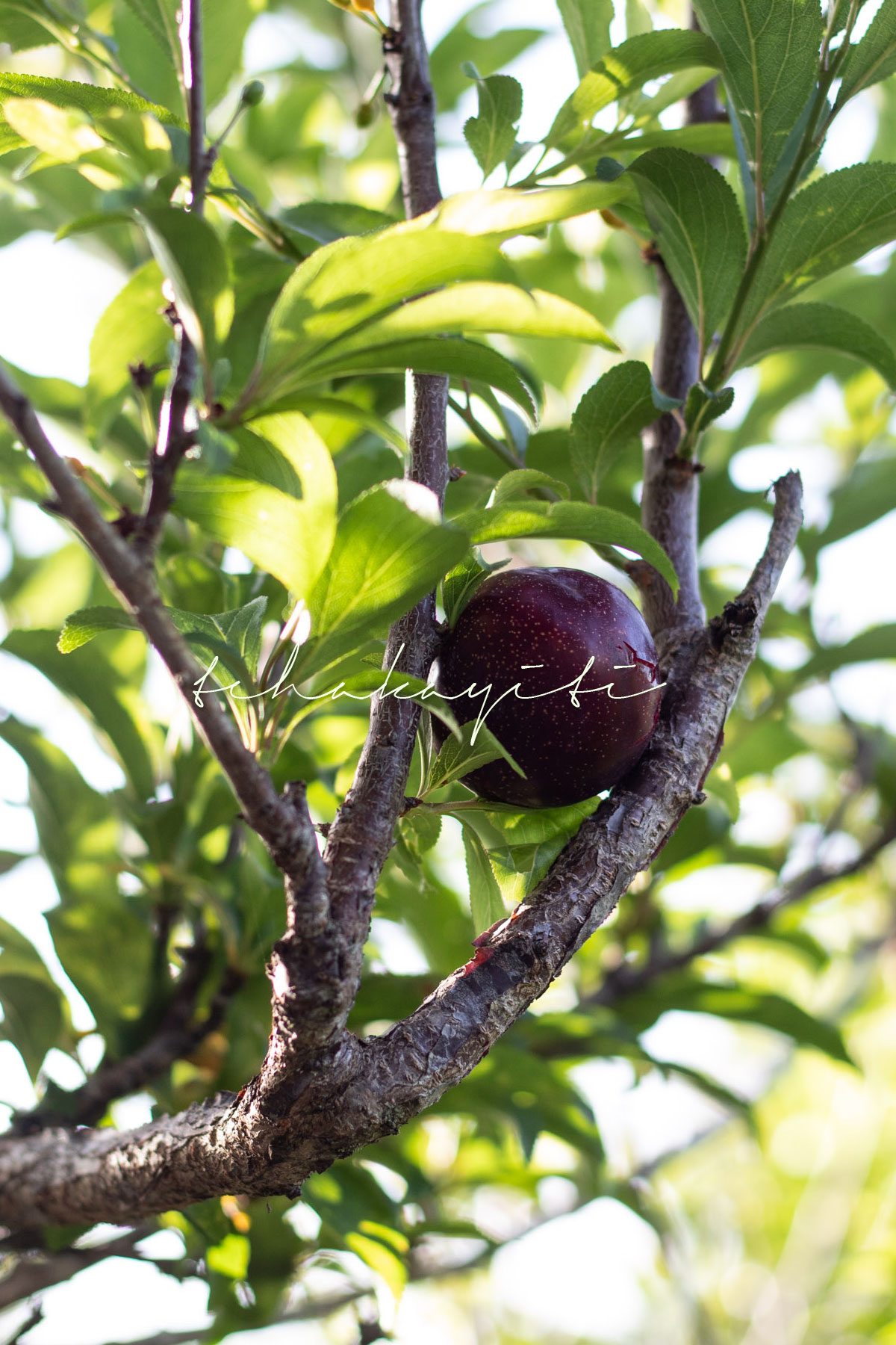 This homegrown plum is from our backyard in Haiti. | tchakayiti.com