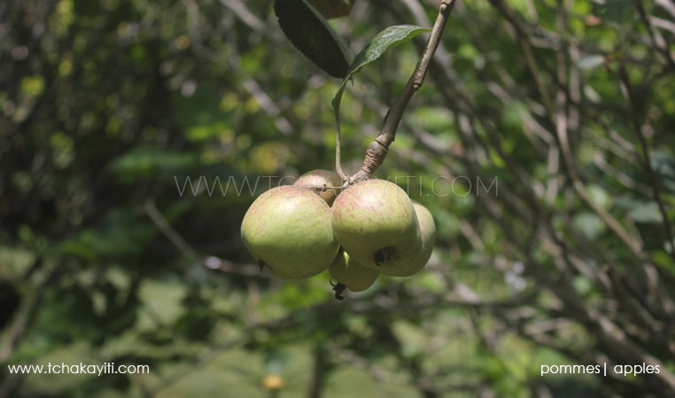 Árvores frutíferas do Haiti
