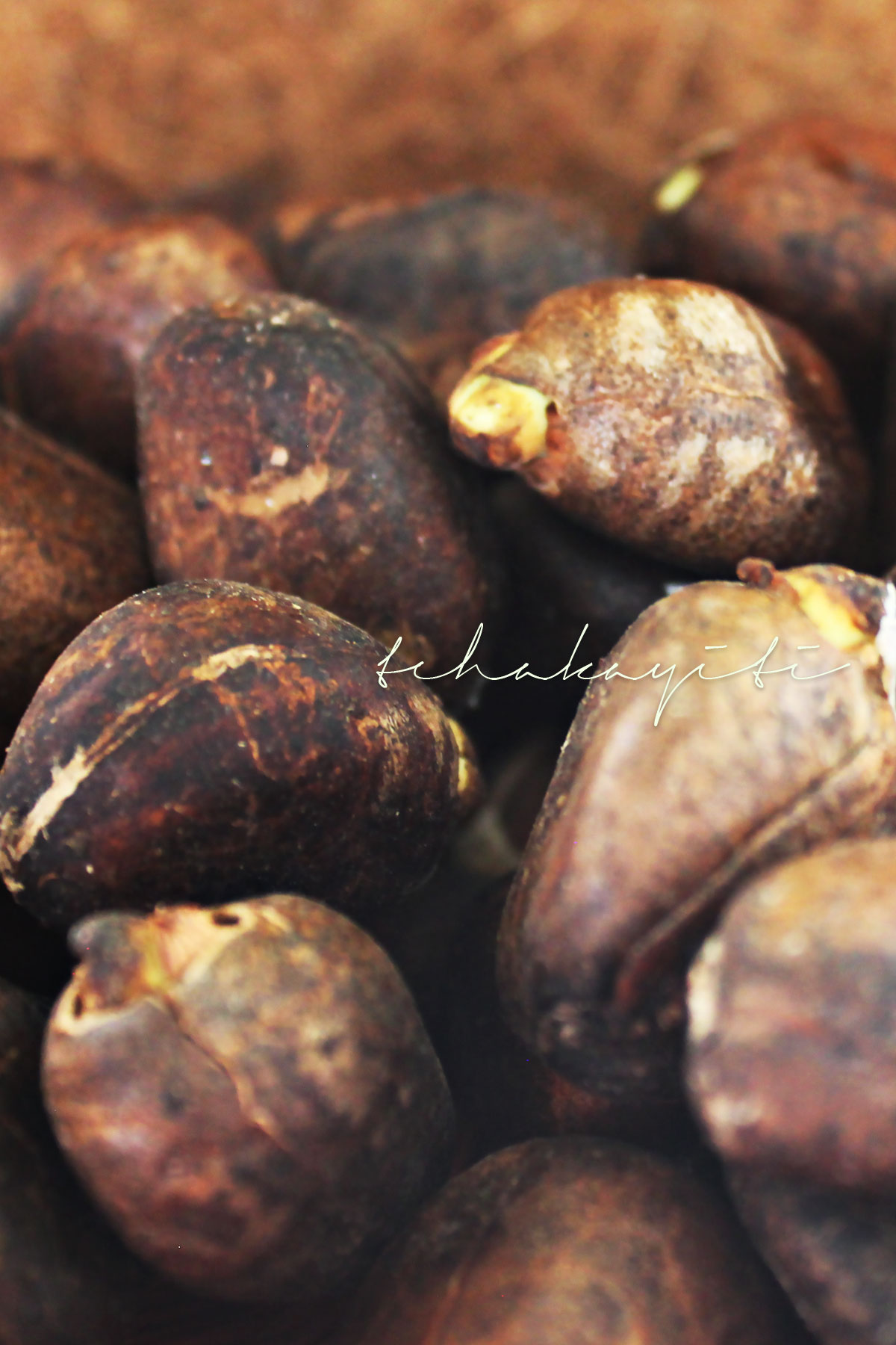 Lapabin, Caribbean Chestnuts or breadnuts are perfect eaten boiled in salty water, in garlic butter, roaster or into a hummus. | tchakayiti.com