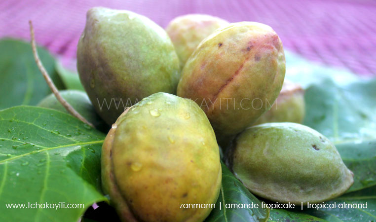 Zanmann, tropical almond of Haiti