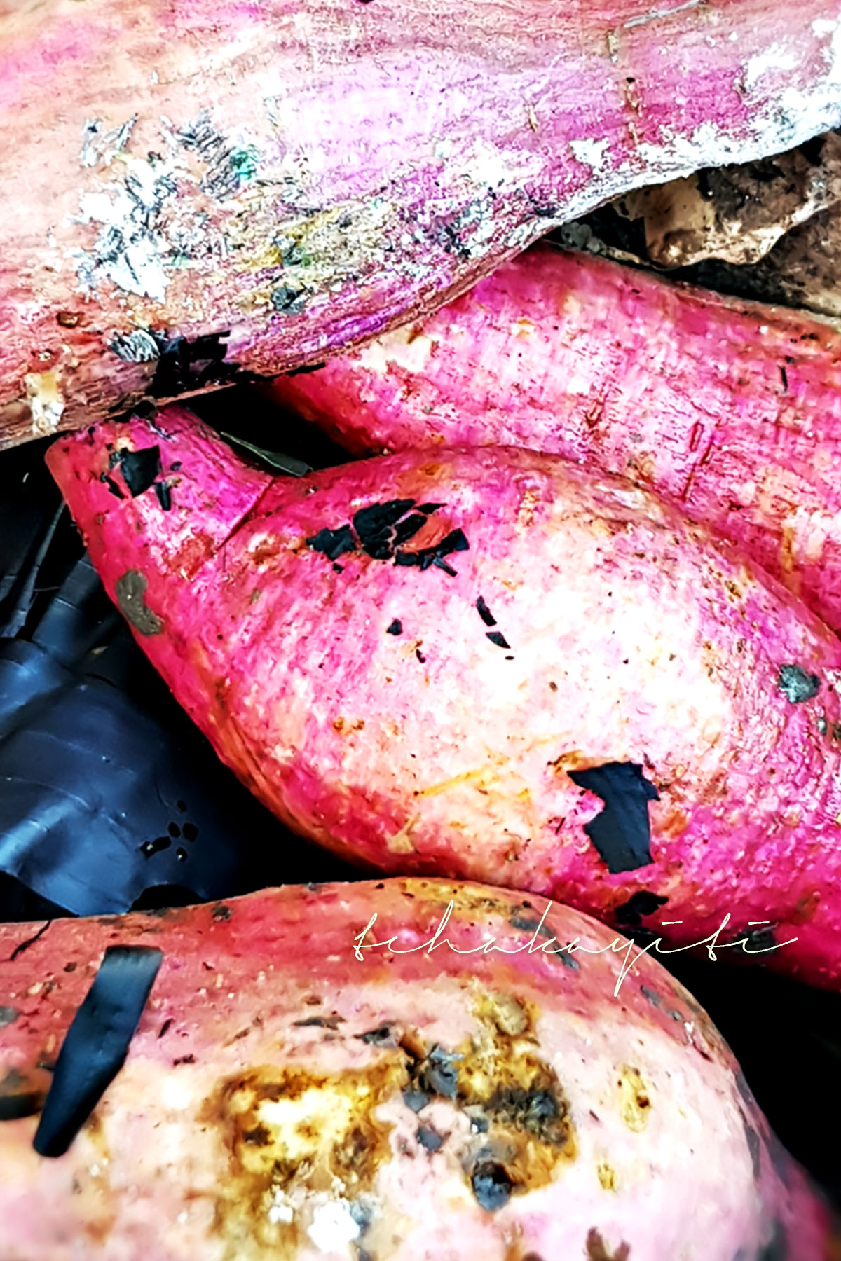 Haitian sweet potatoes have an outer skin that is more on the pinkish side of the color spectrum. | tchakayiti.com