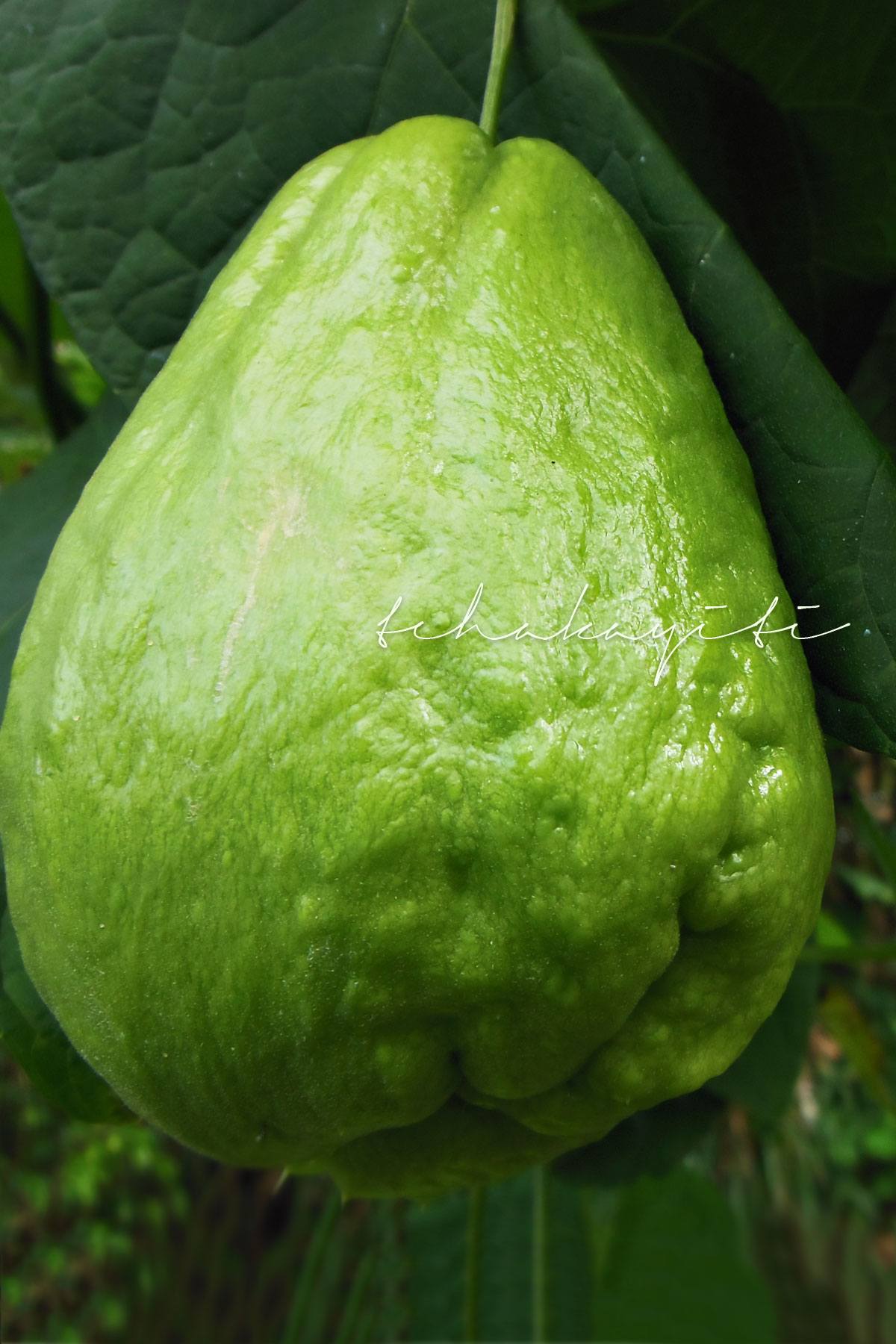 Mirliton better known as chayote or christophine around the world. | tchakayiti.com